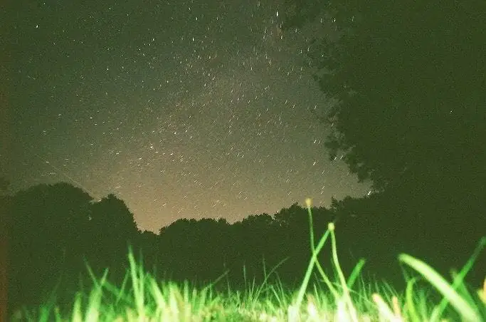 Stars above a dark tree line and illuminated grass.
