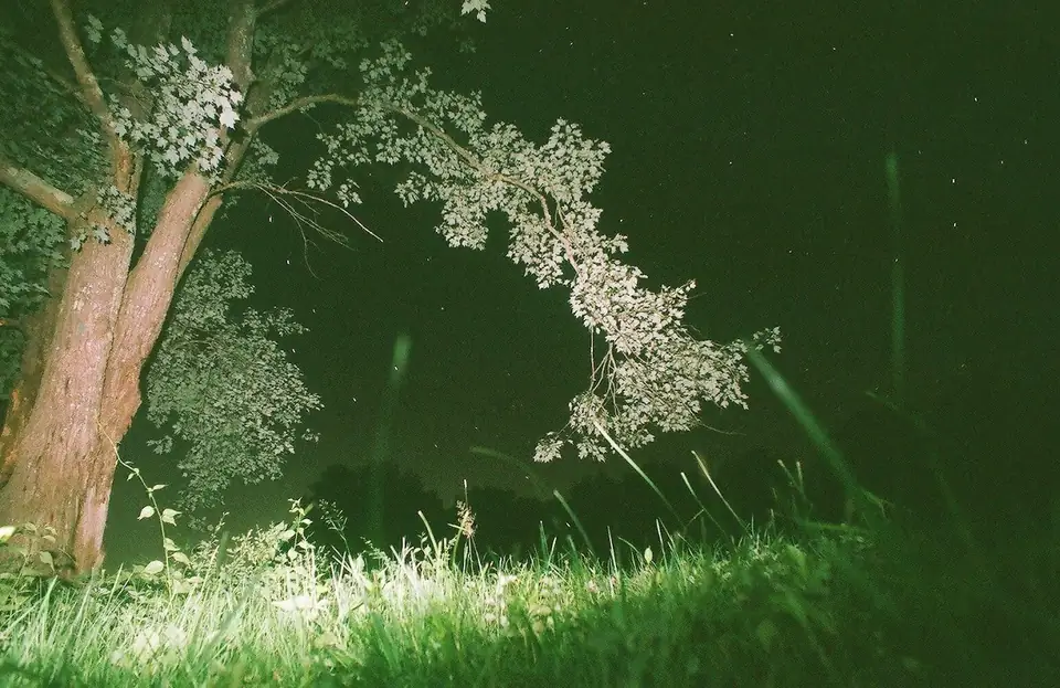 A tree and grass illuminated against the night sky.