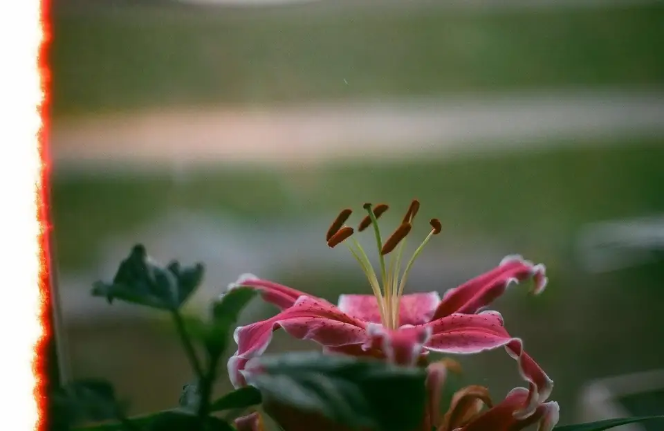 A pink flower with a red film-edge light leak.