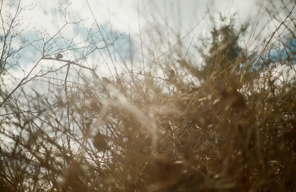 Sunlight filtering through bare branches.