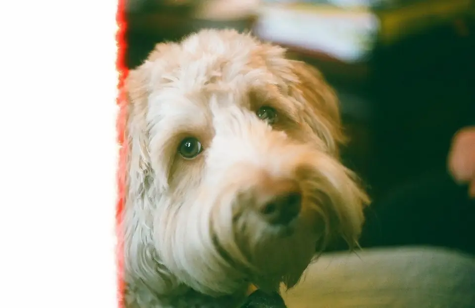 A light-colored dog photographed close up.