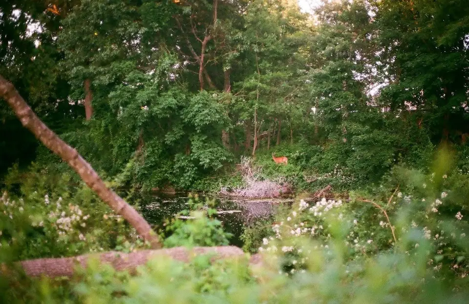 Dense plants and trees around a path.