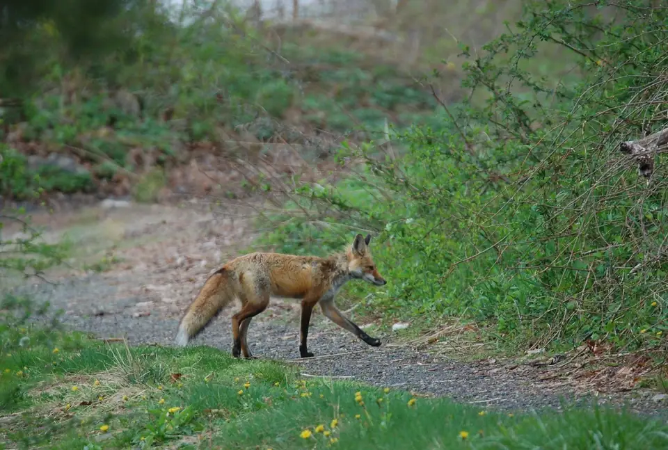 A fox on a path beside green vegetation.