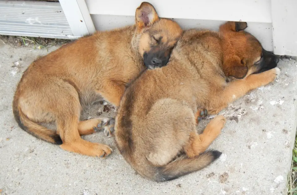Two dogs resting together on a stone surface.