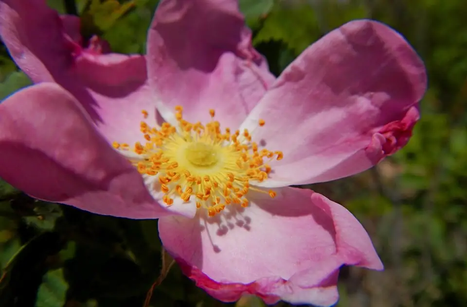A pink flower with yellow stamens.