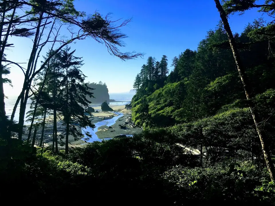 Coastal water seen through trees.
