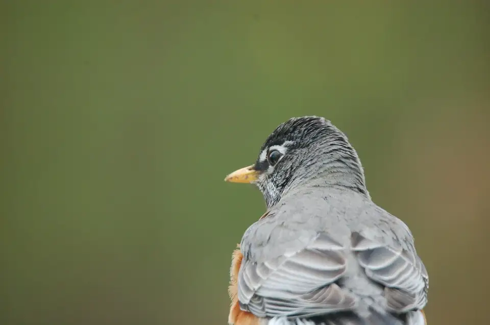 A gray-backed bird viewed from behind.