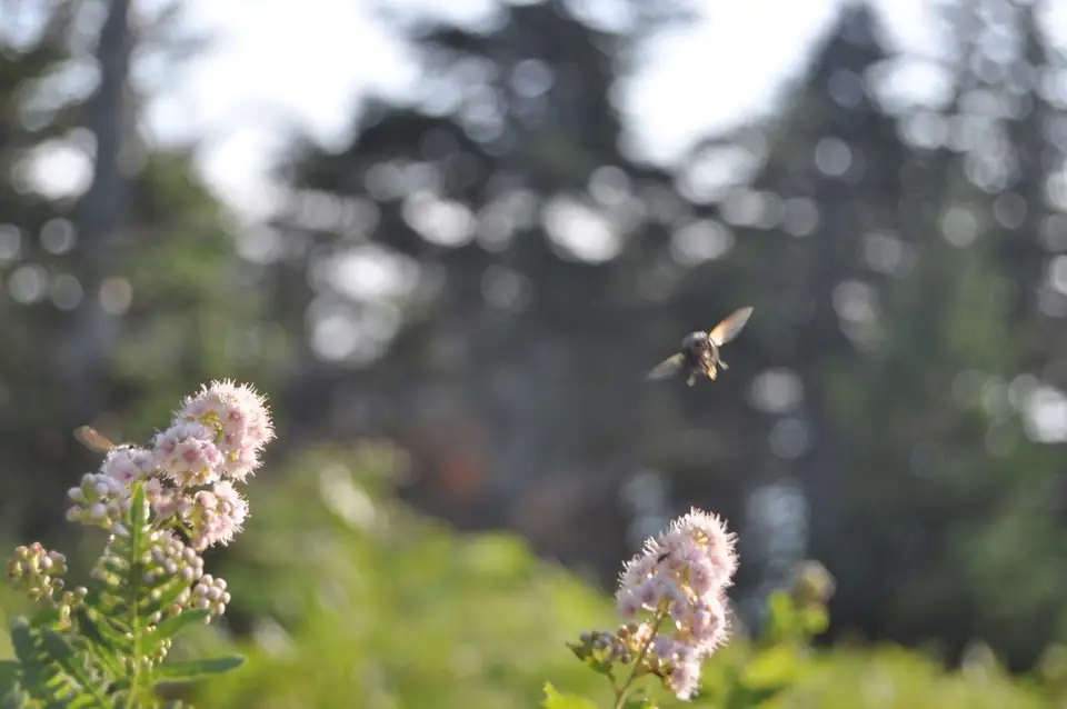 A flying insect above small pale flowers.