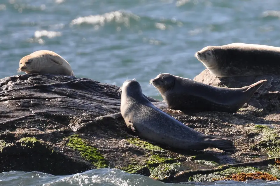 Seals resting on shoreline rocks beside the water.